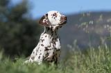 DALMATIEN 055